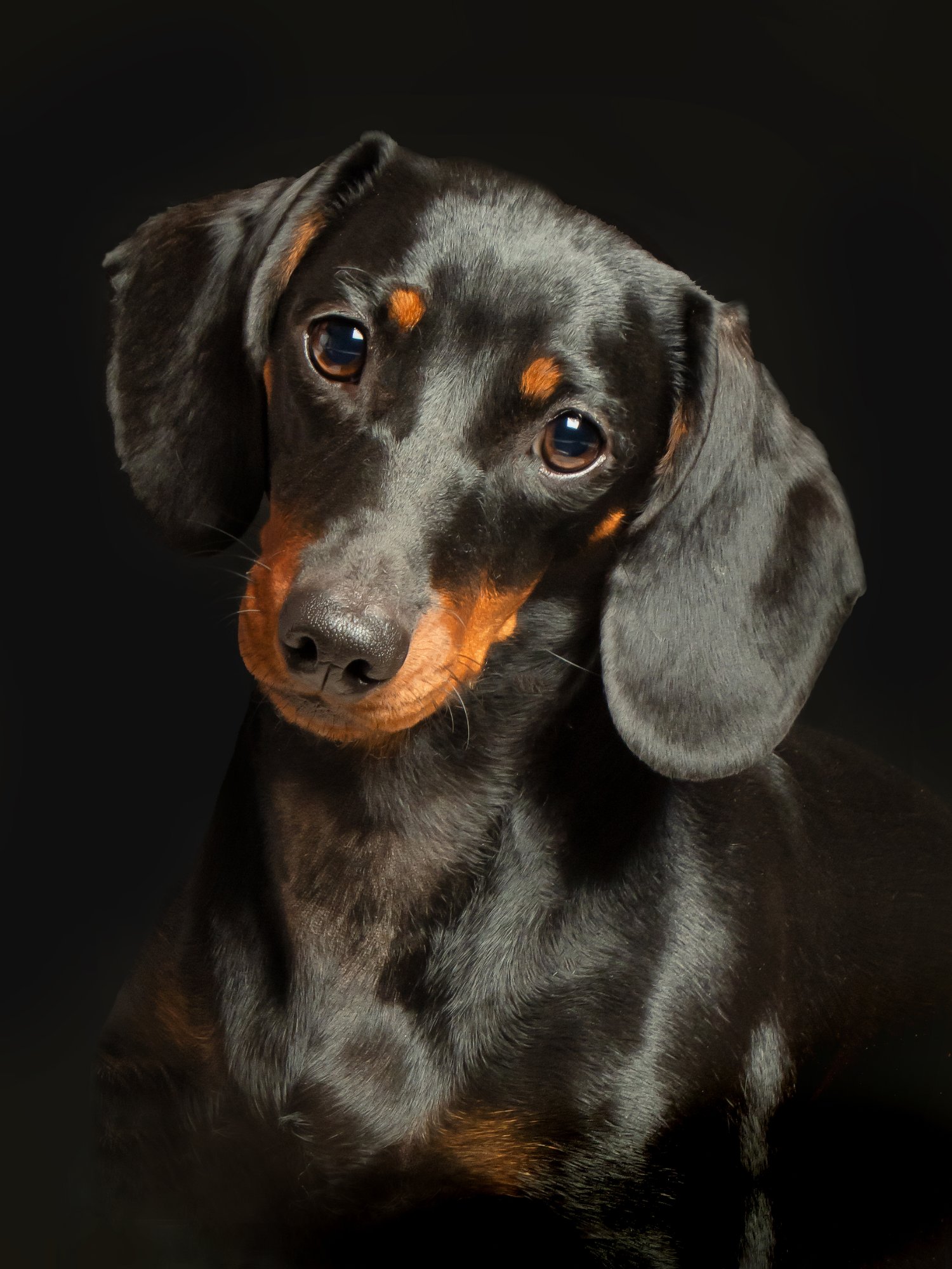 Huisdierenfotografie — Foto Luts Geel